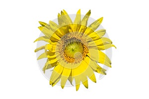 Sunflower isolated on white background.