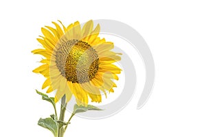 Sunflower isolated on white background.