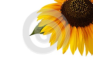 Sunflower isolated on white background with copy space, macro image