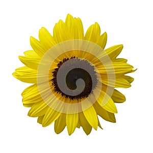 Sunflower isolated on white background. Flat lay, top view