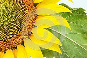 Sunflower isolated on white background. Natural background. Sunflower blooming. Close-up of sunflower