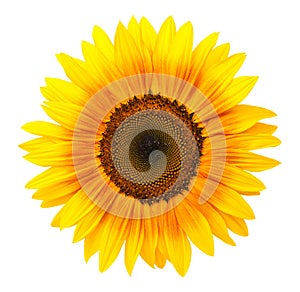 Sunflower Isolated On White Background