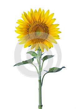 Sunflower isolated on a white background. studio shot
