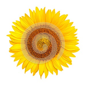 Sunflower isolated on white background, Sunflower natural background