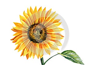 Sunflower isolated on white background, watercolor botanical illustration, hand drawing, yellow flower