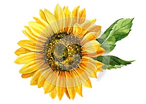 Sunflower isolated on white background, watercolor botanical illustration, hand drawing, yellow flower