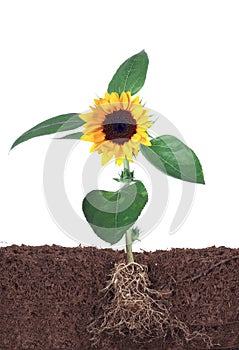 Sunflower isolated on white with root