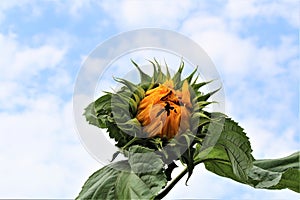 Sunflower,just opening with green leaves against a cloudy sky