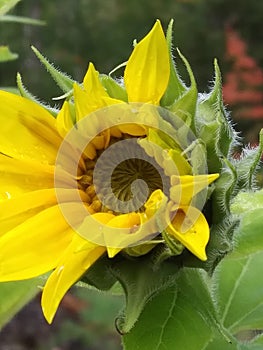 Sunflower just opening up