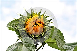 Sunflower,just opening wit green leaves against a cloudy sky