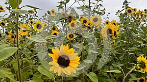 Sunflower kelowna
