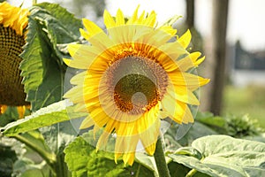Sunflower in kitchen garden in Hitland, Netherlands photo