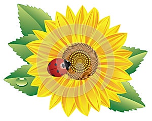 Sunflower and ladybird