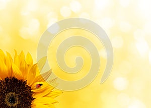 Sunflower with ladybird