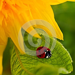 Sunflower and ladybug