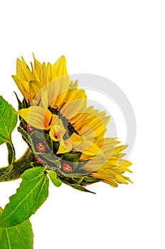 Sunflower and ladybugs