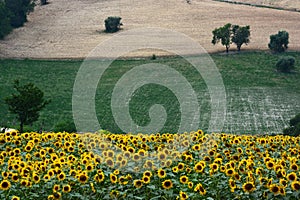 Sunflower landscape