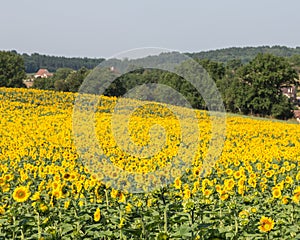 Sunflower Landscape