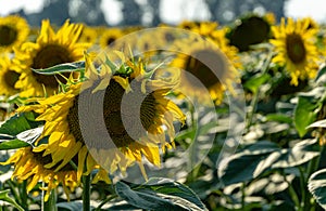 Sunflower landscape with ripened golden sunflower heads in sunset sunshine.