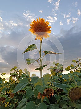 Sunflower in the landscape at sunset