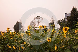 Sunflower