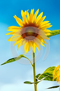 Sunflower (lat. Helianthus) with blue sky, Germany photo