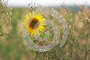 Sunflower (lat. Helianthus) in cornfield, Pfalz, Germany