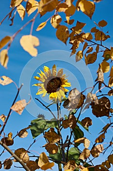 Sunflower in late Autum
