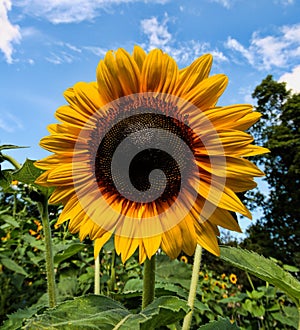 Sunflower, Late Summer in New England