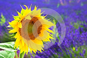 Sunflower and lavender field.