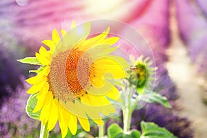 Sunflower and Lavender field