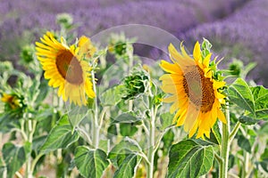 Sunflower and Lavender field