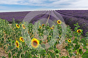 Sunflower and Lavender field