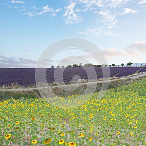 Sunflower and Lavender field