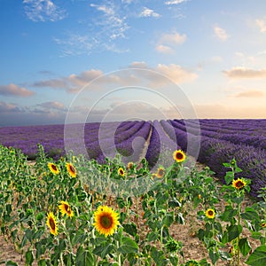 Sunflower and Lavender field