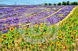 Sunflower and lavender field in Provence, France