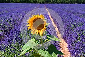 Sunflower and a lavender field, Provence (France)