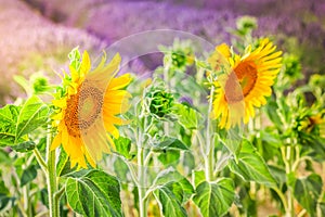 Sunflower and Lavender field