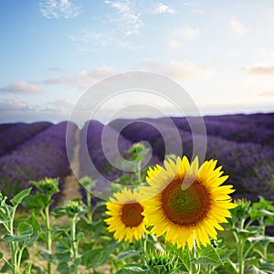 Sunflower and Lavender field