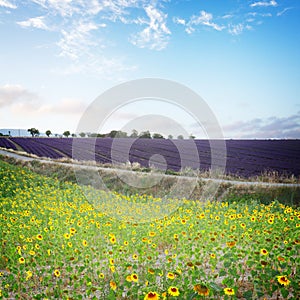 Sunflower and Lavender field