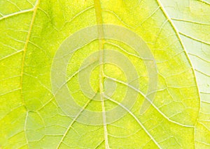 Sunflower leaf garden, texture,Agriculture,flower,botany