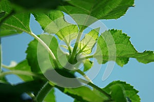 Sunflower leaves