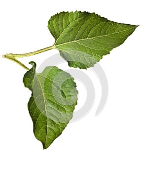 Sunflower leaves isolated