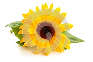 Sunflower with leaves.