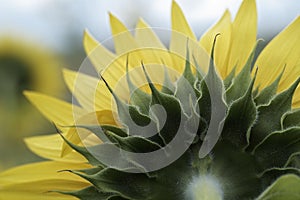 Sunflower leaves macro