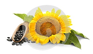 Sunflower with leaves and seeds