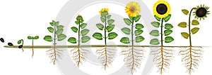 Sunflower life cycle. Growth stages from seed to flowering and fruit-bearing plant with root system