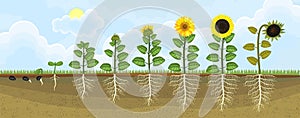 Sunflower life cycle. Growth stages from seed to flowering and fruit-bearing plant with root system