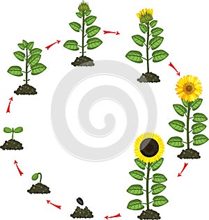 Sunflower life cycle. Growth stages from seeding to flowering and fruit-bearing plant