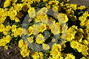 Sunflower-like yellow flowers of Chrysanthemum in mid October